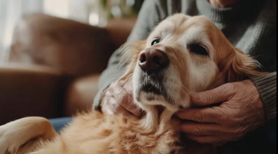 Certified therapy dog with a patient